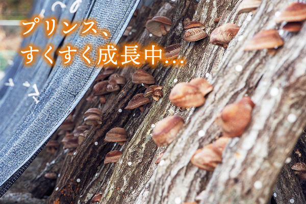 画像3: 生しいたけ [Mix]  (3)