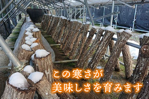 画像4: 生しいたけ [Mix]  (4)